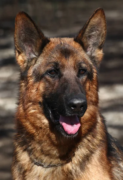 German Shepherd Guardian Dog — Stock Photo, Image