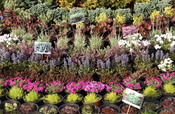 Renkli Bitki saksıları içinde