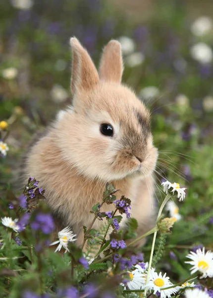 Härlig Beige Liten Kanin — Stockfoto