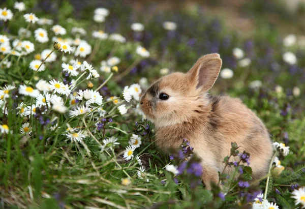 小兔子在草地上 — 图库照片