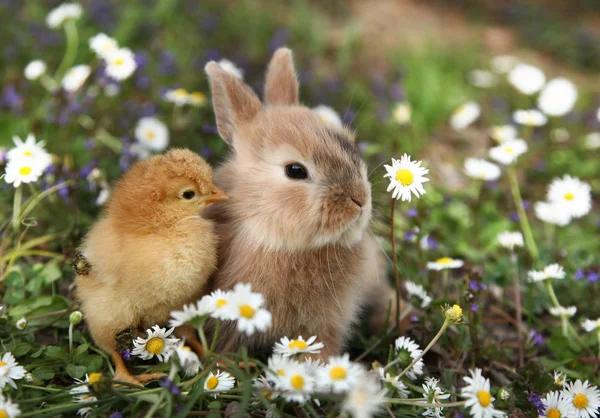 兔子和鸡在草地上 — 图库照片