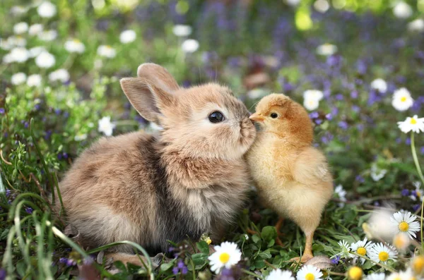 Sevimli Tavşan Öpüşme Piliç — Stok fotoğraf