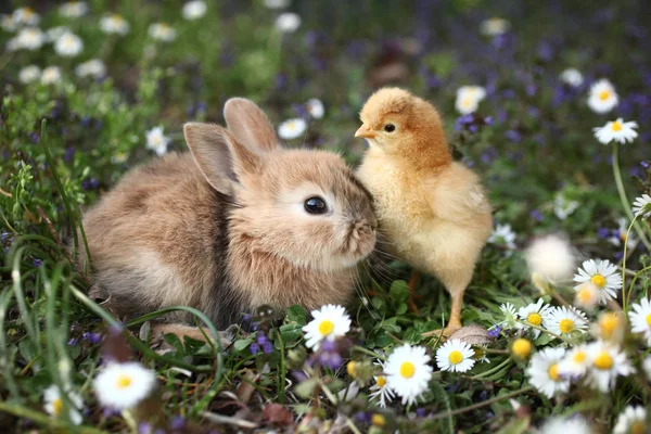 Klein Konijn Met Kip — Stockfoto