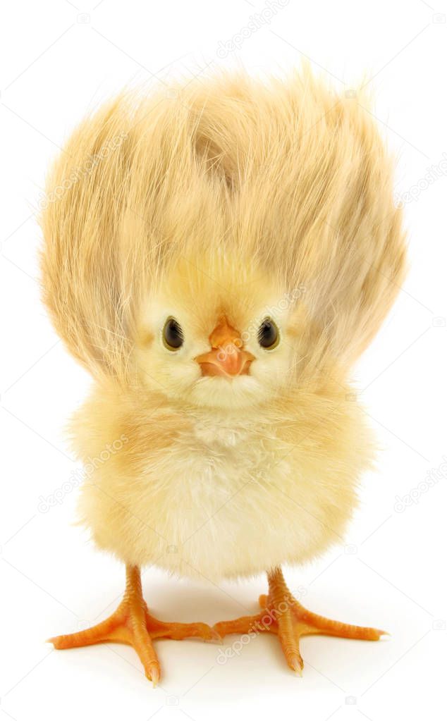 Little chicken with crazy hair                               