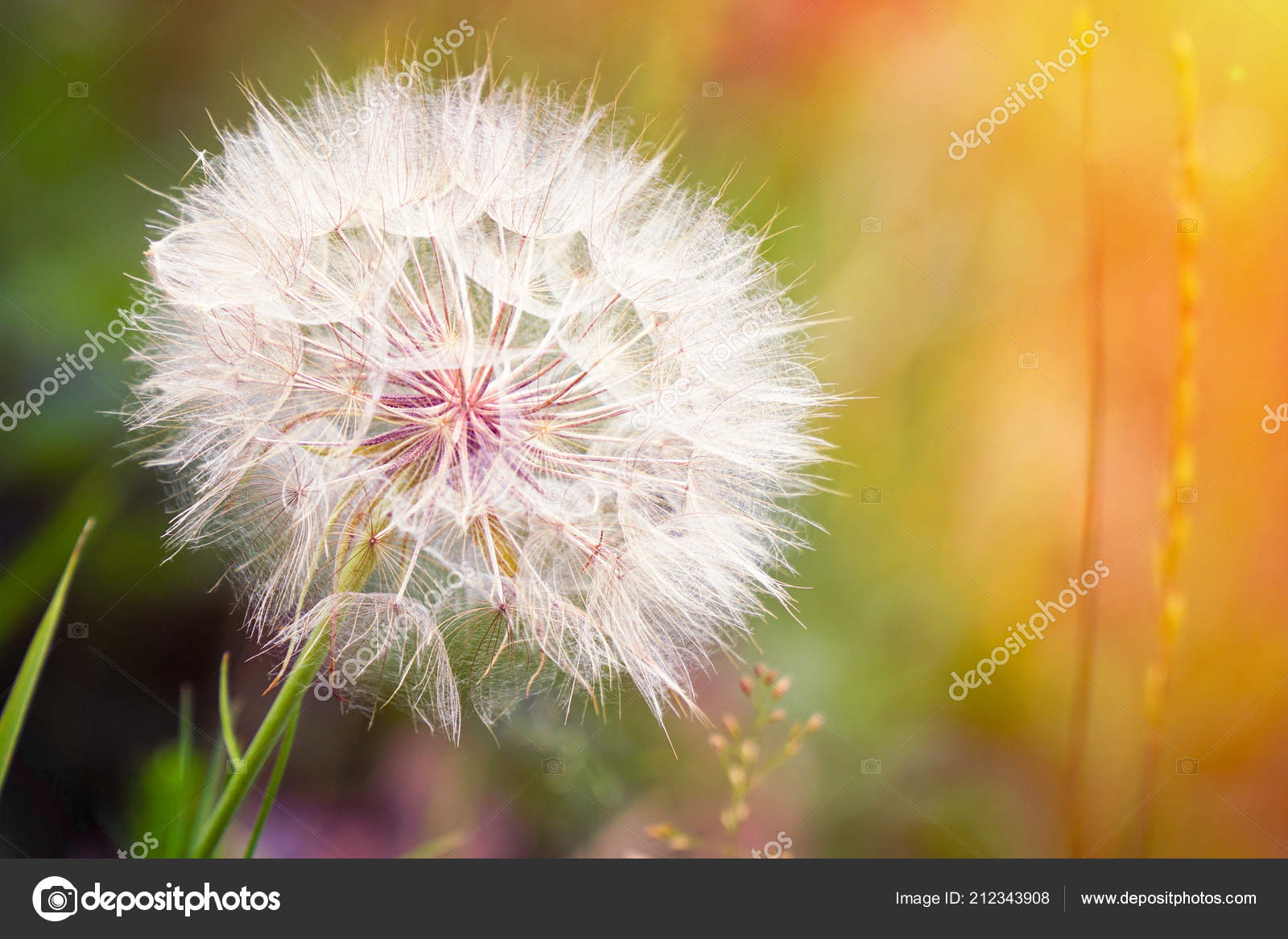Gros Pissenlit Sur Fond Naturel Image Libre De Droit Par Pro2audio Gmail Com C Gros Pissenlit Sur Fond Naturel Image Libre De Droit Par Pro2audio Gmail Com C