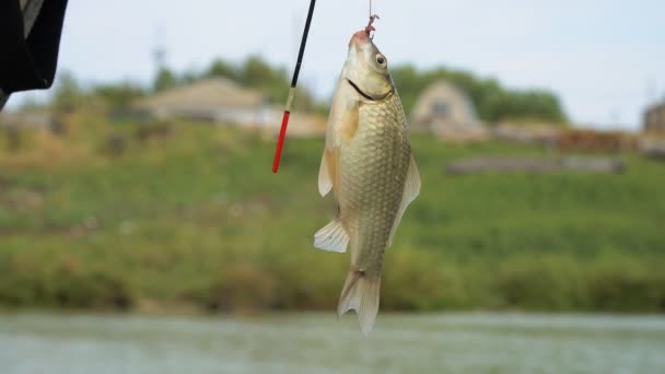 A small fish crucianon on hook — Stock Footage A small fish crucianon on hook Stock Video