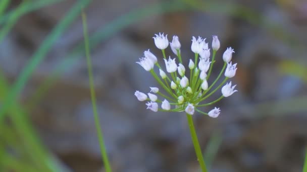Bawang Putih Liar Stok Video Bawang Putih Liar Rekaman Bebas Royalti Depositphotos