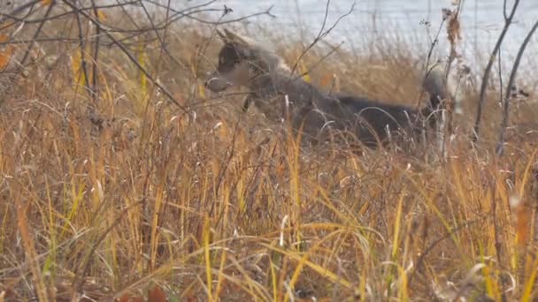 Dog breed West Siberian Laika hunts in the dry grass. Dog catches mouse — Stock Footage Dog breed West Siberian Laika hunts in the dry grass. Dog catches mouse Stock Video