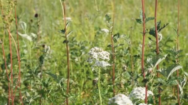 White meadow flower yarrow on natural background — Stock Footage White meadow flower yarrow on natural background Stock Video