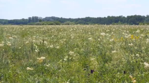 Summer meadow with white flowers — Stock Footage Summer meadow with white flowers Royalty Free Stock Footage