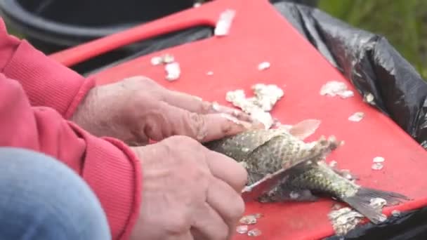 Cleans fish crucian or carp from scales on cutting Board — Stock Footage Cleans fish crucian or carp from scales on cutting Board Video Clip