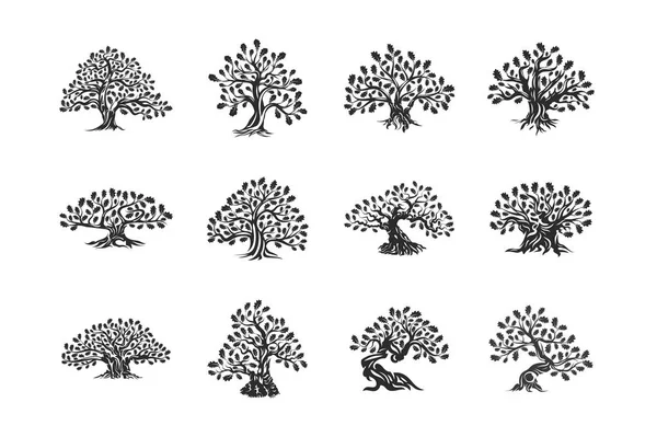 巨大な神聖な樫の木植物のシルエットのロゴ白背景セットに分離します 現代ベクトル国民の伝統バッジ サイン デザイン プレミアム品質自然有機ロゴタイプのエンブレム イラスト — ストックベクタ