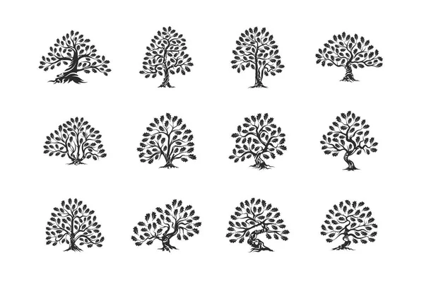 巨大的和神圣的橡树植物剪影标志被隔离在白色背景集 现代矢量民族传统标志设计 优质天然有机标识会徽插图 — 图库矢量图片