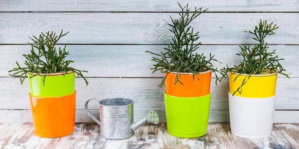 Banner. House plants in colorful pots on a light wooden background