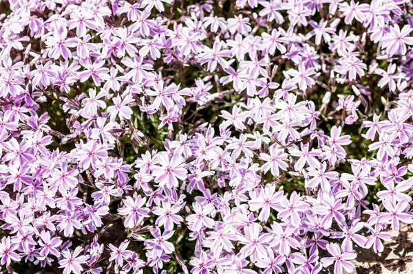 Small red flowers background. Red needle phlox.