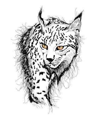 vahşi kedi, lynx çalışması eskiz. 