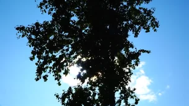 De zonnestralen maken hun weg door de bladeren van de boom — Stockvideo