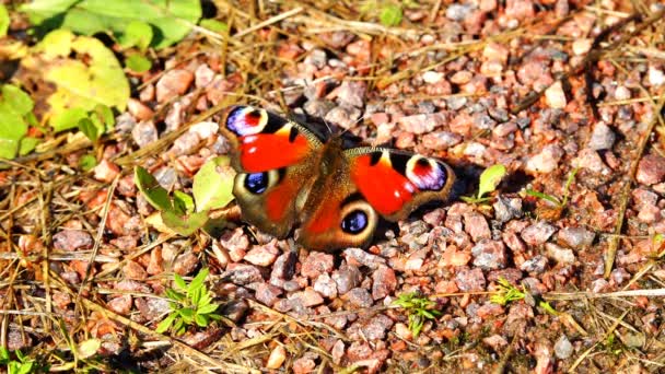 Papillon avec des taches noires sur les ailes rouges assis sur des pierres — Video