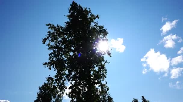 Het vliegtuig vliegt door de blauwe lucht verstopt achter de bladeren — Stockvideo