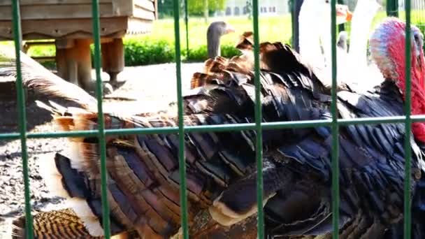 Paseo de un pavo gris con gansos blancos en una jaula — Vídeo de stock