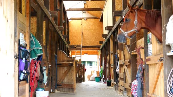 Working conditions in the stables — Stock Video