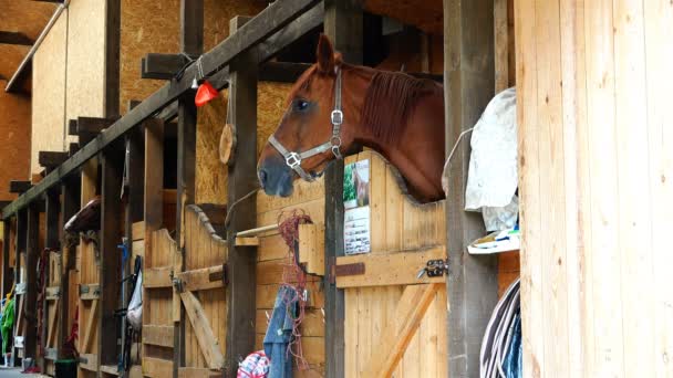 Um cavalo bem preparado está brincando nos estábulos — Vídeo de Stock