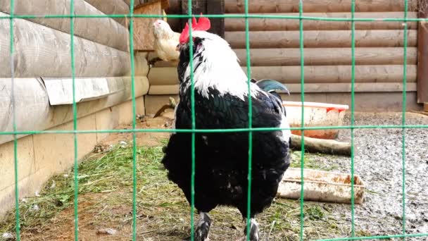 Un gallo di colore brillante nel pollaio del villaggio — Video Stock