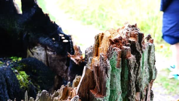 Mensen lopen langs het pad langs de verschroeide bomen — Stockvideo