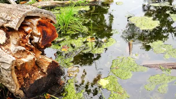 Fragmente verbrannten Holzes liegen mit Schlamm bedeckt im Fluss — Stockvideo