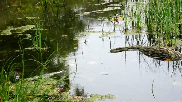 Gouttes de pluie tombent dans la rivière envahie par la mousse et les algues — Video