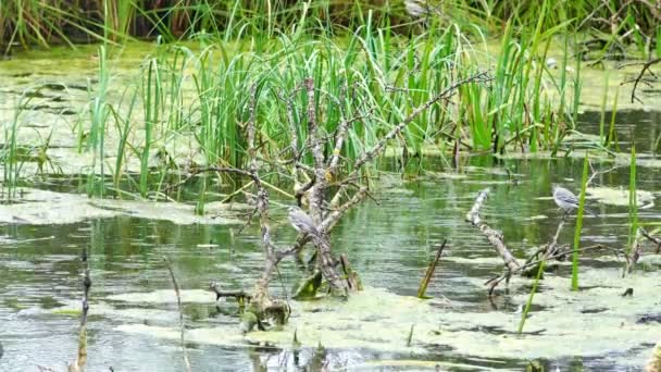 Птахи сидять на брусах затонулих дерев у болоті — стокове відео
