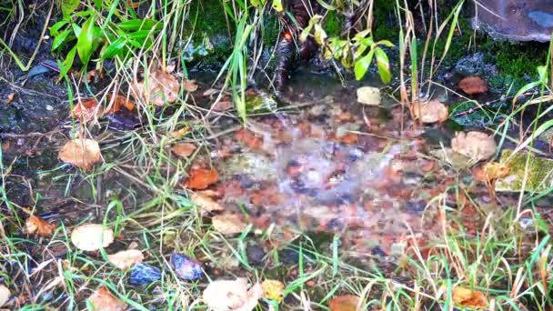 Wassertropfen zerbrechen an einer Pfütze aus alten Blättern und Gras — Stockvideo