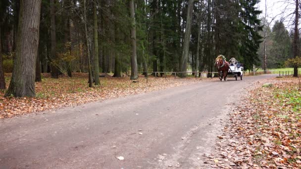 Запряженная лошадь едет в парке вдоль тропы — стоковое видео