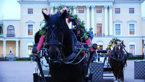 Hästar med selar dekorerad med blommor — Stockvideo