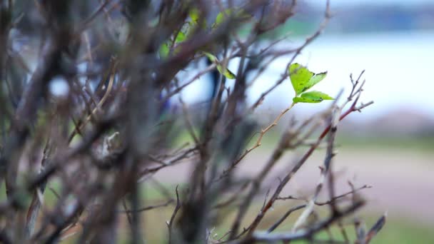 Eerste groene sprout op een vertakking van de beslissingsstructuur in het vroege voorjaar — Stockvideo