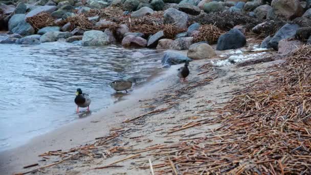 Kumlu sahilde yürüyüş kırmızı pençeleri ile ördek — Stok video