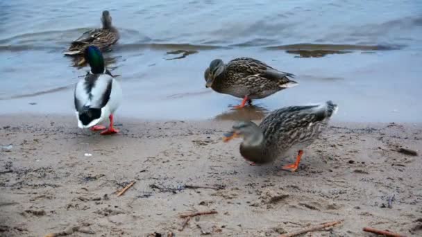 Wildenten suchen am See nach Futter — Stockvideo