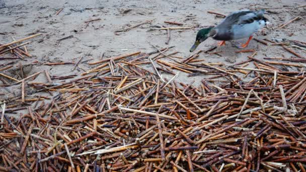 Duck tries to eat dried algae on a sandy beach — Stock Video