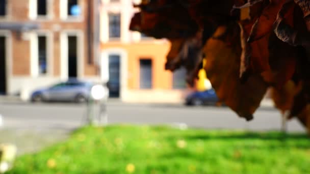 Herbstlaub Baum Entwickelt Sich Bei Wind Stadtpark — Stockvideo