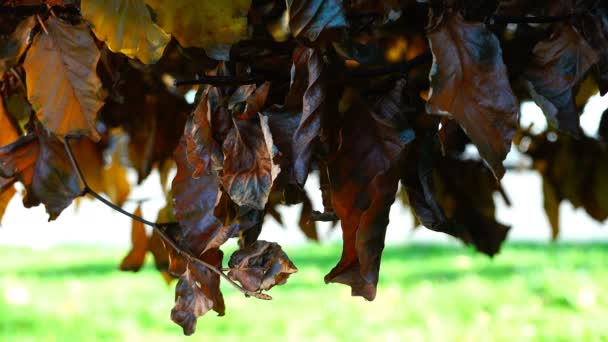 Hojas coloridas de otoño en el árbol balanceándose en el viento — Vídeo de stock