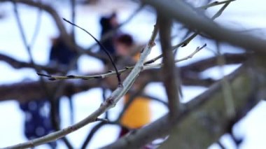 rüzgarda sallanan tomurcukları olgunlaşması ile çıplak ağaç dalları