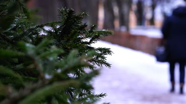 FIR grenar på bakgrunden av människor som vandrar i Vinterparken — Stockvideo