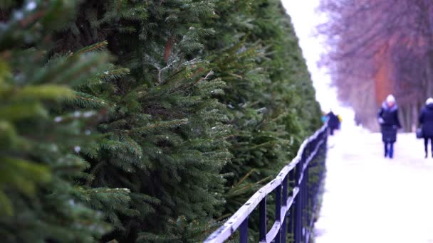Люди прогуливаются по аллее зимнего парка вдоль зеленых елок — стоковое видео