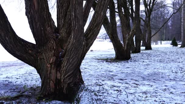 一对相爱的情侣在冬日的公园里漫步在光秃秃的树干之间 — 图库视频影像