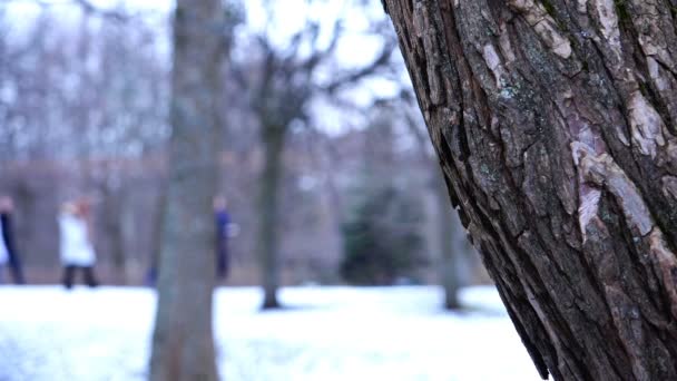 La estructura de la corteza de un tronco de árbol en el bosque de invierno — Vídeo de stock