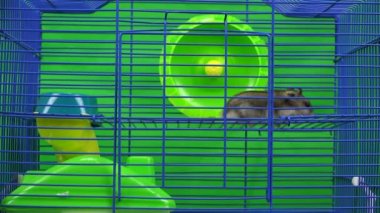 Dzungarian hamster kafes içinde yürür