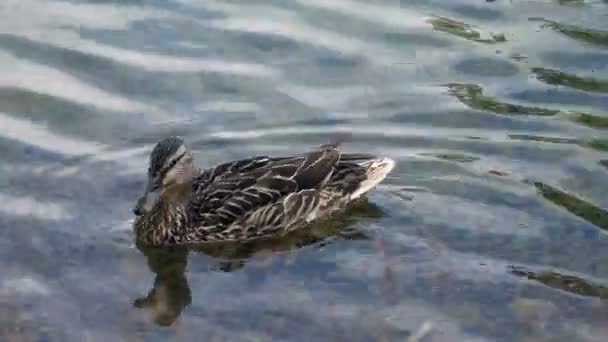 Eine Ente schwimmt in einem transparent sauberen Teich — Stockvideo