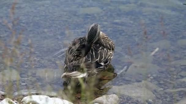 Утка моет перья на спине длинным клювом — стоковое видео