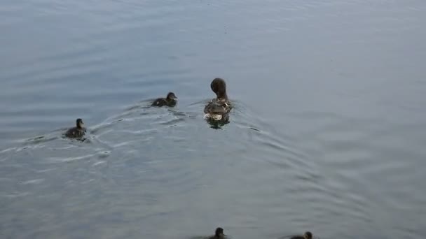 Matka kaczki pływa z jej kaczki na stawie — Wideo stockowe