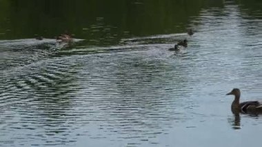 su lekeleri üzerinde su bırakarak ayna ile ilgili ördekler formu.